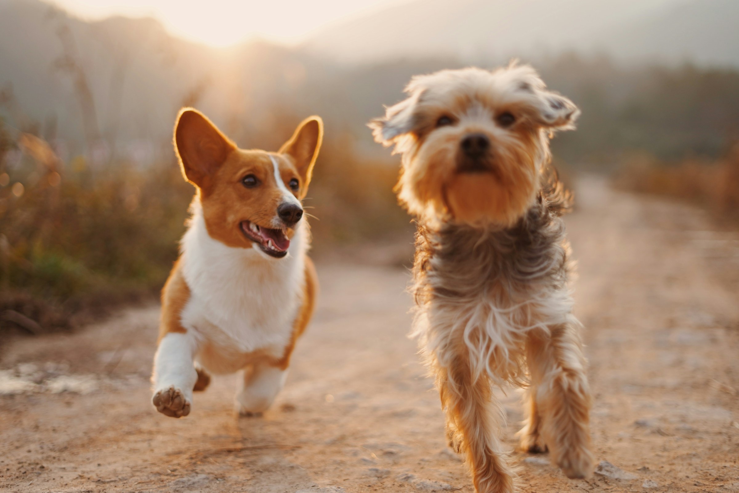 Dogs playing together on a sunny California beach