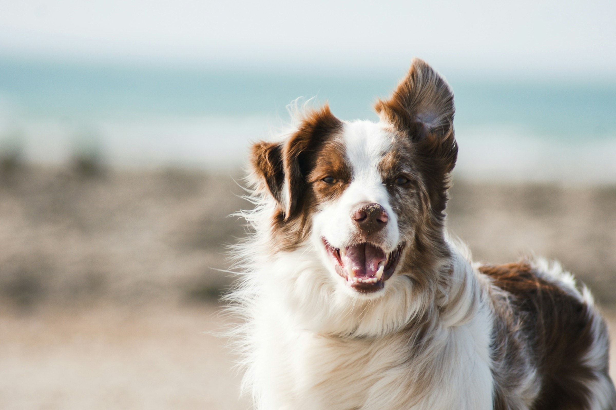 A happy dog on a wide beach at golden hour